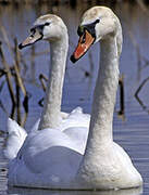 Cygne tuberculé