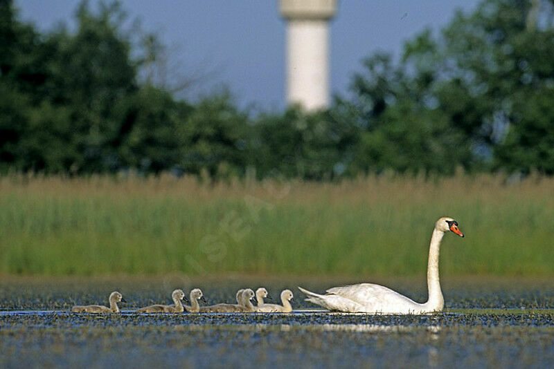 Cygne tuberculé