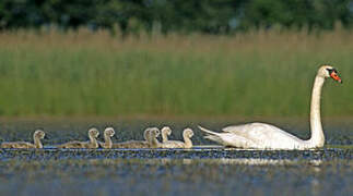 Cygne tuberculé