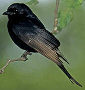 Fork-tailed Drongo