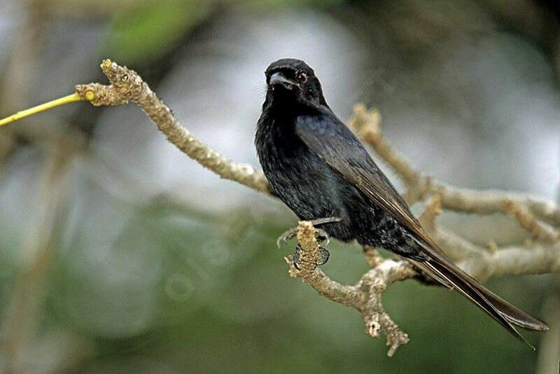 Fork-tailed Drongo