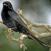 Fork-tailed Drongo