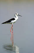 Black-winged Stilt