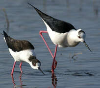 Black-winged Stilt