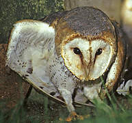 Western Barn Owl