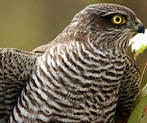 Eurasian Sparrowhawk