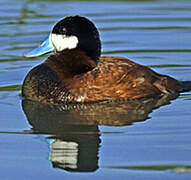 Ruddy Duck