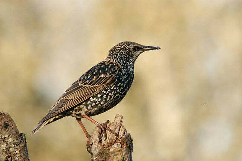 Common Starling