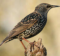 Common Starling