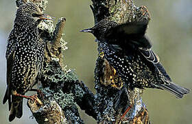 Common Starling