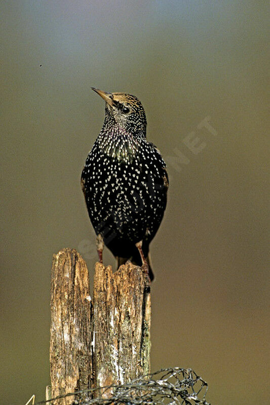 Common Starling