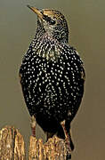 Common Starling