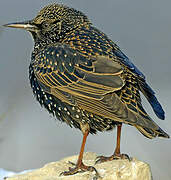 Common Starling