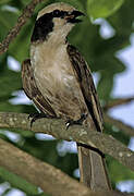 Southern White-crowned Shrike