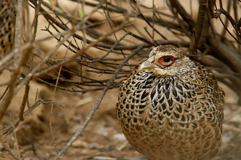 Cheer Pheasant