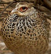 Cheer Pheasant