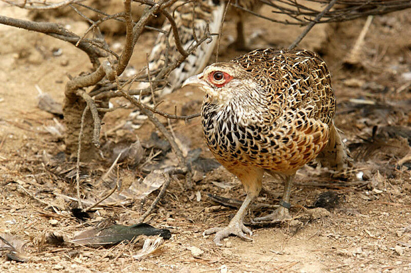 Cheer Pheasant