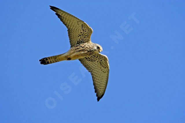 Lesser Kestrel female adult