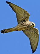 Lesser Kestrel