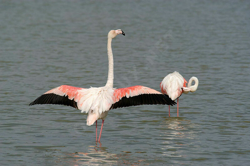 Flamant rose