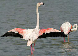 Flamant rose