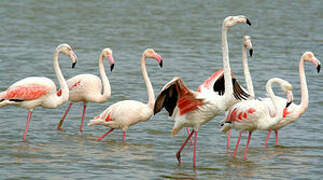 Greater Flamingo