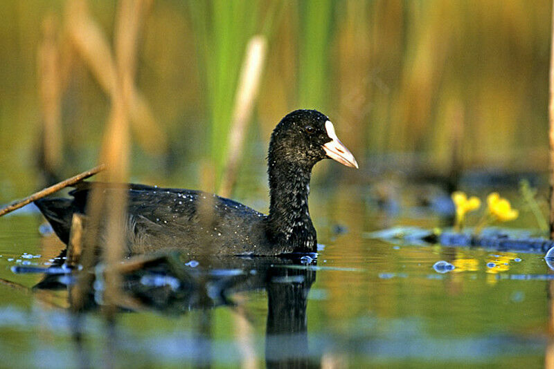 Eurasian Coot