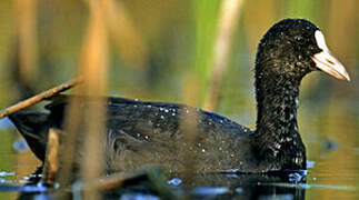 Eurasian Coot