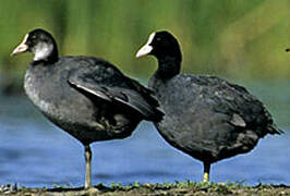 Eurasian Coot