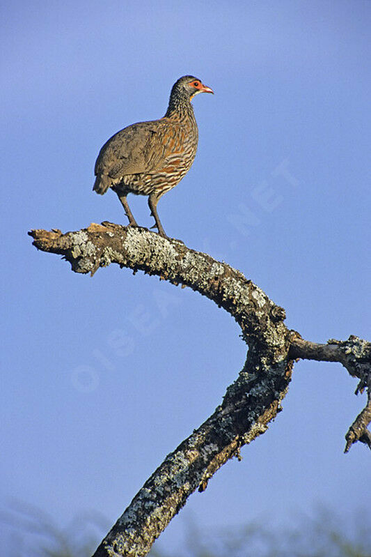 Francolin à cou jaune