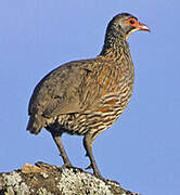 Yellow-necked Spurfowl