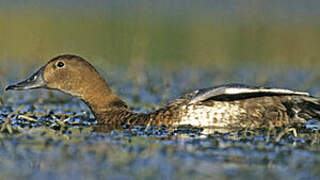 Common Pochard