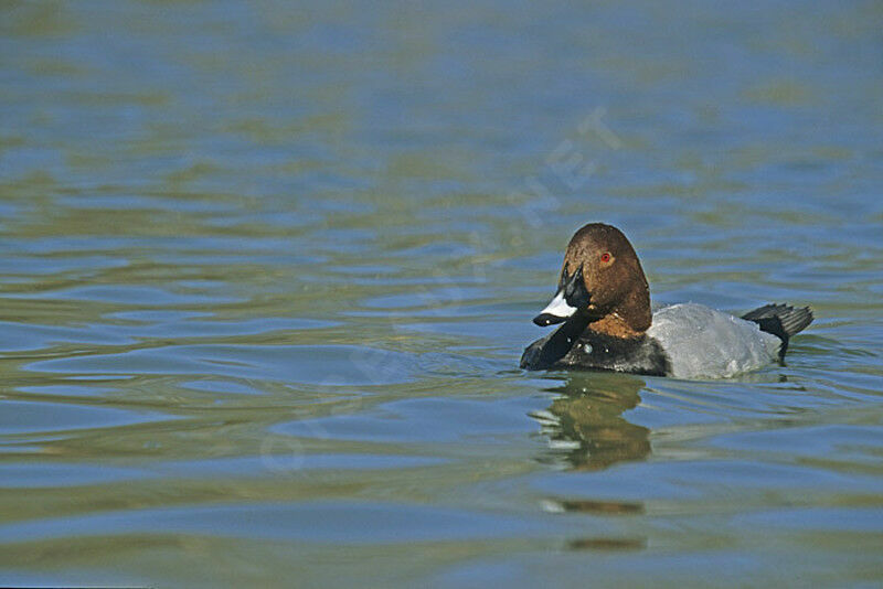 Common Pochard