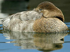 Common Pochard