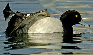 Tufted Duck