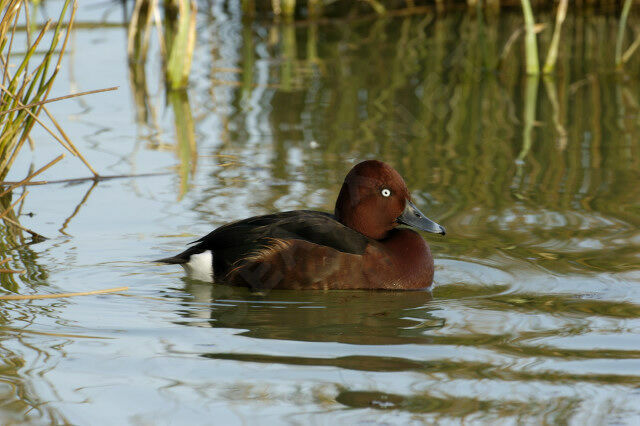 Ferruginous Duck