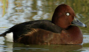 Ferruginous Duck