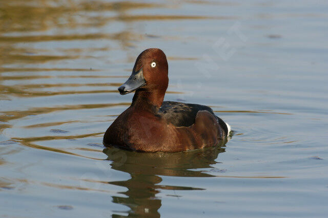 Ferruginous Duck