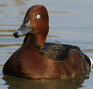 Ferruginous Duck