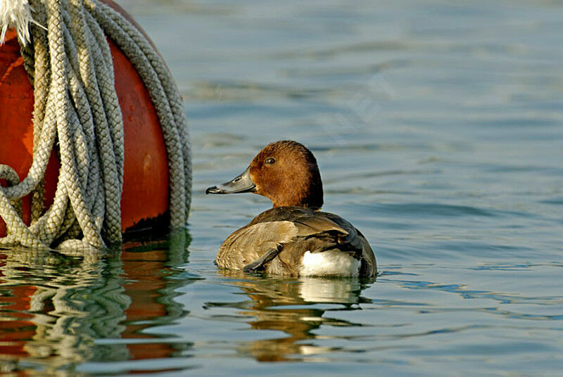 Ferruginous Duck