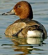 Ferruginous Duck