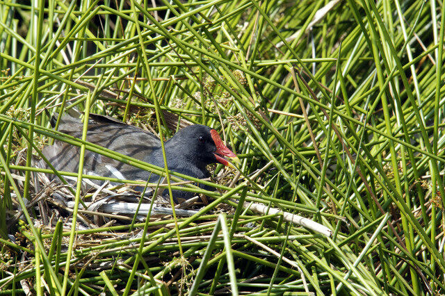 Common Moorhen