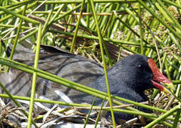 Gallinule poule-d'eau