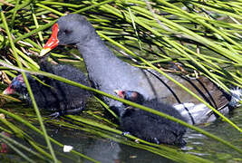 Common Moorhen