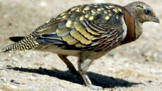 Pin-tailed Sandgrouse