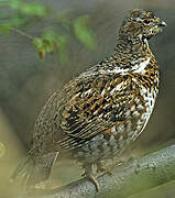 Hazel Grouse