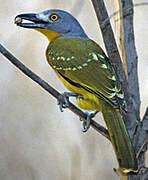 Grey-headed Bushshrike