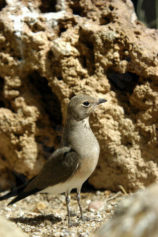 Collared Pratincoleimmature