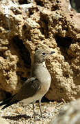 Collared Pratincole