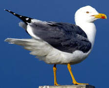 Yellow-legged Gull